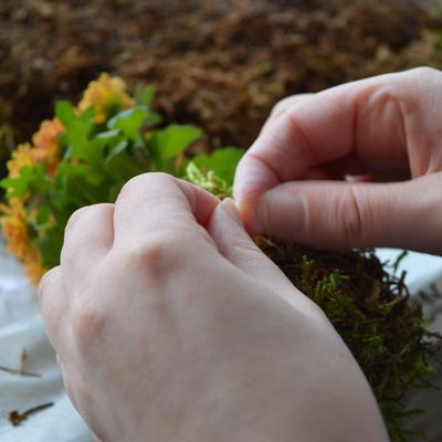 Tutoriel : le KOKEDAMA !