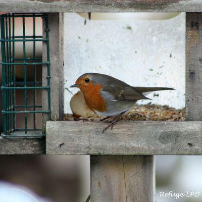 Rouge-gorge Familier