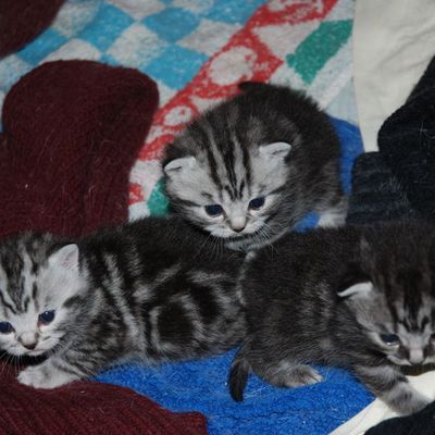 Semaine 3 ! Les chatons sont de plus en plus dégourdis !