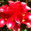 Fleurs Queensland
