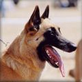 Laine de poil de Malinois