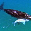 Un baleineau albinos dans les eaux australiennes