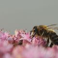 APIDE(abeille)