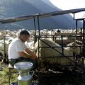 Traite des brebis en Vallée d'Ossau