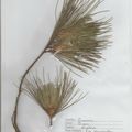 Herbier Pinus strobus Pin weymouth