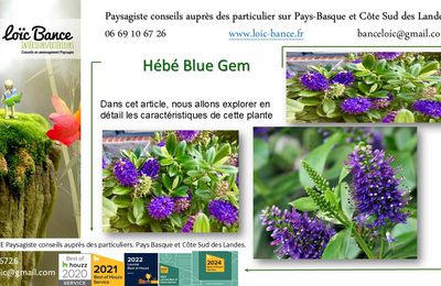 Hébé Blue Gem par Paysagiste Pays Basque et Paysagiste Landes