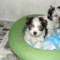 chiots biewer yorkshire terrier