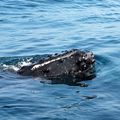 Baleines, Baie de Fundy