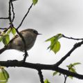 Un petit oiseau très vif qui ne tient pas en place !