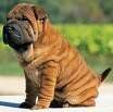 le shar pei