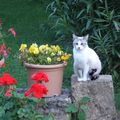 Fleur au milieu des fleurs 