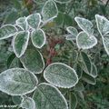 L'effet du gel n'est pas le même sur toutes les plantes