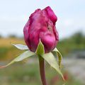 2013-08 - Bouquet de Roses (Roseraie de Rosheim