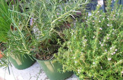 Mes herbes aromatiques