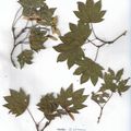 Herbier Acer sieboldianum 