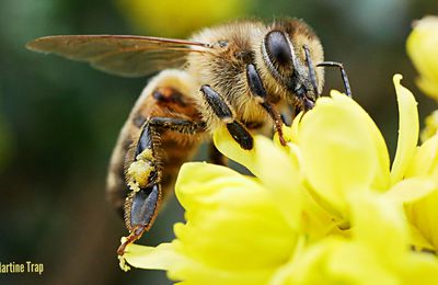 Les insectes 🐝