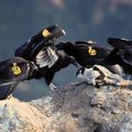 L’intoxication au plomb menace les condors de Californie les plus indépendants 