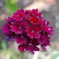 Verbena 'Claret'