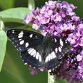 Azuritis reducta Sylvain Azuré est visible de mai