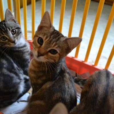 Très urgent cause "crise du logement"...8 chatons