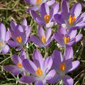 et sur les crocus :)