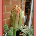 La plante du dimanche : scadoxus multiflorus