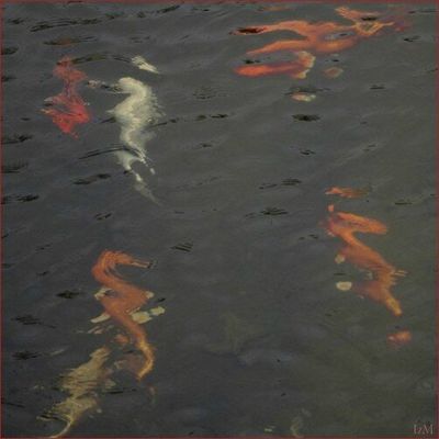 "Les petits poissons dans l'eau"