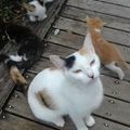 Jeune et joile chatte abandonnée avec ses trois bébés