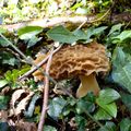 Saison des champignons 2021 : morilles au compte-gouttes