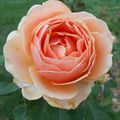 Les Sables d'Olonne, Chapitre 2: La Roserais et ses roses