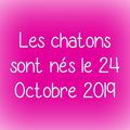 Naissances des petits abyssins le 24 Octobre 2019