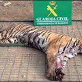La disparition du tigre du Bengale continue