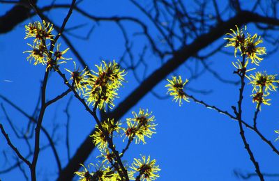 les fleurs qui ont croisées mon regard.