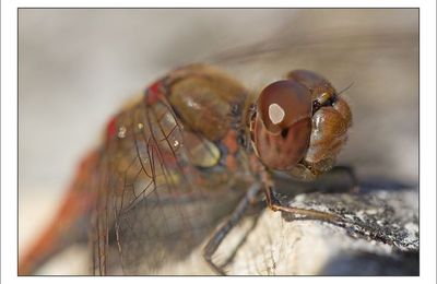Demois'ailes