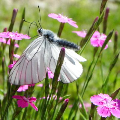 La piéride de l'aubépine