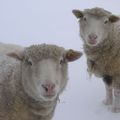 Mouton sous la neige 2