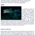 Conférence du 29 mars 2017 : La vie sociale des requins.
