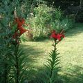 Au jardin avant l'orage ...