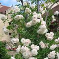 Une jolie rose ancienne orléanaise 'White Pet Climbing'