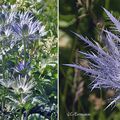 Panicaut des Alpes (Apiacées)