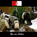 Vendée-Zoo des Sablesd 'Olonnes