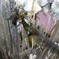 Un monde d'insectes au jardin