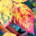 au jardin , couleurs d'automne sur feuille de murier