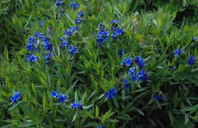 Buglossoides purpurocaerulea