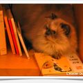 Un chat de bibliothèque 2... Ca se confirme!