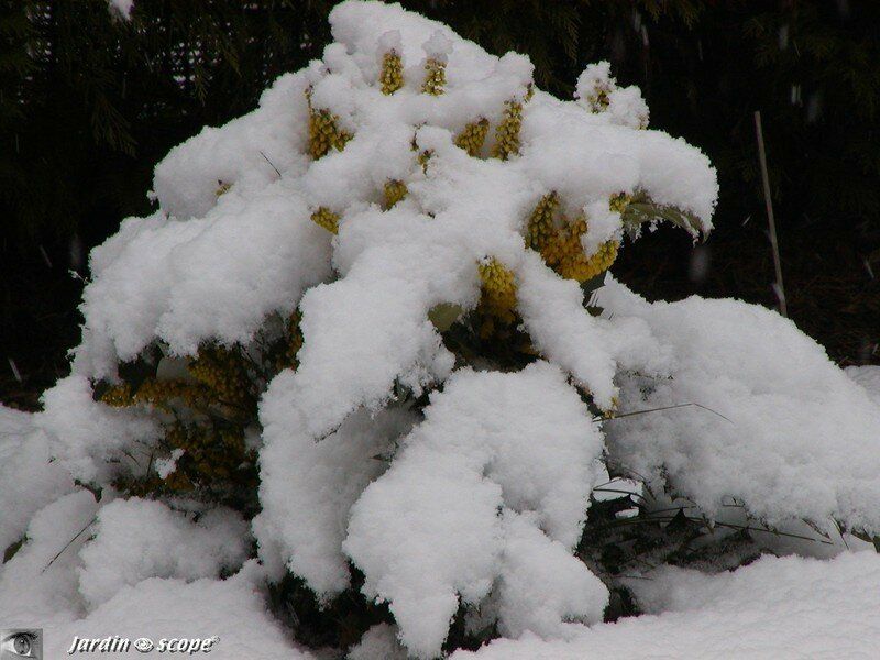 Arbuste sous la neige