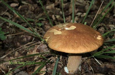 Les champignons de l’été.