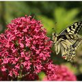 Le machaon : Papilio machaon