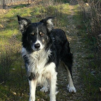Voltaire - Border Collie à adopter (34)