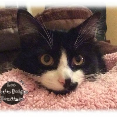  Chat-pitre 13 : Celui qui ne savait pas ce qu'il voulait